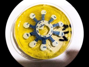 Laboratory research with petri dishes